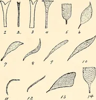 An illustration from The malarial fevers, haemoglobinuric fever and the blood protozoa of man / by Charles F. Craig ; illustrated by four colored plates, twenty-five clinical charts, and twenty-eight photomicrographs and drawings. (1909)