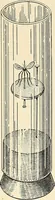 An illustration from The malarial fevers, haemoglobinuric fever and the blood protozoa of man / by Charles F. Craig ; illustrated by four colored plates, twenty-five clinical charts, and twenty-eight photomicrographs and drawings. (1909)