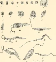 An illustration from The malarial fevers, haemoglobinuric fever and the blood protozoa of man / by Charles F. Craig ; illustrated by four colored plates, twenty-five clinical charts, and twenty-eight photomicrographs and drawings. (1909)