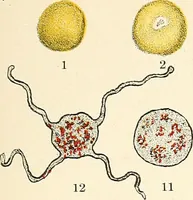 An illustration from The malarial fevers, haemoglobinuric fever and the blood protozoa of man / by Charles F. Craig ; illustrated by four colored plates, twenty-five clinical charts, and twenty-eight photomicrographs and drawings. (1909)