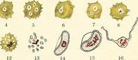 An illustration from The malarial fevers, haemoglobinuric fever and the blood protozoa of man / by Charles F. Craig ; illustrated by four colored plates, twenty-five clinical charts, and twenty-eight photomicrographs and drawings. (1909)