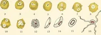 An illustration from The malarial fevers, haemoglobinuric fever and the blood protozoa of man / by Charles F. Craig ; illustrated by four colored plates, twenty-five clinical charts, and twenty-eight photomicrographs and drawings. (1909)