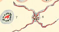 Picture 13 of 34 from The malarial fevers, haemoglobinuric fever and the blood protozoa of man / by Charles F. Craig ; illustrated by four colored plates, twenty-five clinical charts, and twenty-eight photomicrographs and drawings. (1909), leaf 73