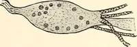 An illustration from The malarial fevers, haemoglobinuric fever and the blood protozoa of man / by Charles F. Craig ; illustrated by four colored plates, twenty-five clinical charts, and twenty-eight photomicrographs and drawings. (1909)