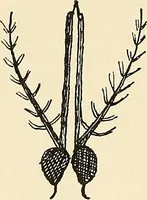 An illustration from The malarial fevers, haemoglobinuric fever and the blood protozoa of man / by Charles F. Craig ; illustrated by four colored plates, twenty-five clinical charts, and twenty-eight photomicrographs and drawings. (1909)