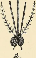 An illustration from The malarial fevers, haemoglobinuric fever and the blood protozoa of man / by Charles F. Craig ; illustrated by four colored plates, twenty-five clinical charts, and twenty-eight photomicrographs and drawings. (1909)