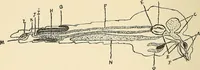 An illustration from The malarial fevers, haemoglobinuric fever and the blood protozoa of man / by Charles F. Craig ; illustrated by four colored plates, twenty-five clinical charts, and twenty-eight photomicrographs and drawings. (1909)
