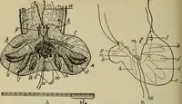 An illustration from The diagnostics of internal medicine : a clinical treatise upon the recognised principles of medical diagnosis, prepared for the use of students and practitioners of medicine / by Glentworth Reeve Butler ... ; with five coloured plates and two hundred and seventy-two illustrations and charts in the text. (1909)