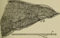 An illustration from The diagnostics of internal medicine : a clinical treatise upon the recognised principles of medical diagnosis, prepared for the use of students and practitioners of medicine / by Glentworth Reeve Butler ... ; with five coloured plates and two hundred and seventy-two illustrations and charts in the text. (1909)