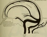 An illustration from The diagnostics of internal medicine : a clinical treatise upon the recognised principles of medical diagnosis, prepared for the use of students and practitioners of medicine / by Glentworth Reeve Butler ... ; with five coloured plates and two hundred and seventy-two illustrations and charts in the text. (1909)