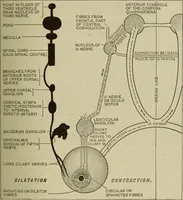 An illustration from The diagnostics of internal medicine : a clinical treatise upon the recognised principles of medical diagnosis, prepared for the use of students and practitioners of medicine / by Glentworth Reeve Butler ... ; with five coloured plates and two hundred and seventy-two illustrations and charts in the text. (1909)