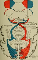 An illustration from The diagnostics of internal medicine : a clinical treatise upon the recognised principles of medical diagnosis, prepared for the use of students and practitioners of medicine / by Glentworth Reeve Butler ... ; with five coloured plates and two hundred and seventy-two illustrations and charts in the text. (1909)