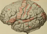 An illustration from The diagnostics of internal medicine : a clinical treatise upon the recognised principles of medical diagnosis, prepared for the use of students and practitioners of medicine / by Glentworth Reeve Butler ... ; with five coloured plates and two hundred and seventy-two illustrations and charts in the text. (1909)