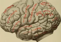An illustration from The diagnostics of internal medicine : a clinical treatise upon the recognised principles of medical diagnosis, prepared for the use of students and practitioners of medicine / by Glentworth Reeve Butler ... ; with five coloured plates and two hundred and seventy-two illustrations and charts in the text. (1909)