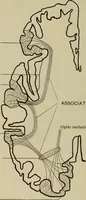 An illustration from The diagnostics of internal medicine : a clinical treatise upon the recognised principles of medical diagnosis, prepared for the use of students and practitioners of medicine / by Glentworth Reeve Butler ... ; with five coloured plates and two hundred and seventy-two illustrations and charts in the text. (1909)