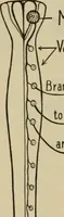 An illustration from The diagnostics of internal medicine : a clinical treatise upon the recognised principles of medical diagnosis, prepared for the use of students and practitioners of medicine / by Glentworth Reeve Butler ... ; with five coloured plates and two hundred and seventy-two illustrations and charts in the text. (1909)