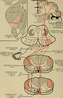 An illustration from The diagnostics of internal medicine : a clinical treatise upon the recognised principles of medical diagnosis, prepared for the use of students and practitioners of medicine / by Glentworth Reeve Butler ... ; with five coloured plates and two hundred and seventy-two illustrations and charts in the text. (1909)