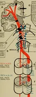 An illustration from The diagnostics of internal medicine : a clinical treatise upon the recognised principles of medical diagnosis, prepared for the use of students and practitioners of medicine / by Glentworth Reeve Butler ... ; with five coloured plates and two hundred and seventy-two illustrations and charts in the text. (1909)
