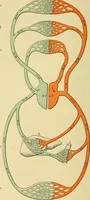 An illustration from Diseases of the heart and arterial system : designed to be a practical presentation of the subject for the use of students and practitioners of medicine / by Robert H. Babcock ; with three coloured plates and one hundred and thirty-nine illustrations. (1907)
