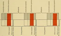 An illustration from Diseases of the heart and arterial system : designed to be a practical presentation of the subject for the use of students and practitioners of medicine / by Robert H. Babcock ; with three coloured plates and one hundred and thirty-nine illustrations. (1907)