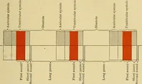 An illustration from Diseases of the heart and arterial system : designed to be a practical presentation of the subject for the use of students and practitioners of medicine / by Robert H. Babcock ; with three coloured plates and one hundred and thirty-nine illustrations. (1907)