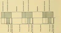 An illustration from Diseases of the heart and arterial system : designed to be a practical presentation of the subject for the use of students and practitioners of medicine / by Robert H. Babcock ; with three coloured plates and one hundred and thirty-nine illustrations. (1907)
