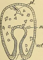 An illustration from A text-book of pathology for students of medicine / by J. George Adami and John McCrae ; illustrated with 304 engravings and 11 colored plates. (1912)