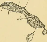 An illustration from A text-book of pathology for students of medicine / by J. George Adami and John McCrae ; illustrated with 304 engravings and 11 colored plates. (1912)