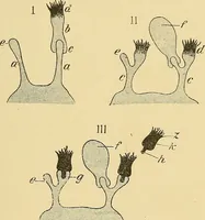 An illustration from A text-book of pathology for students of medicine / by J. George Adami and John McCrae ; illustrated with 304 engravings and 11 colored plates. (1912)