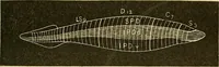 An illustration from A text-book of pathology for students of medicine / by J. George Adami and John McCrae ; illustrated with 304 engravings and 11 colored plates. (1912)