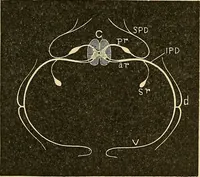 Picture 45 of 168 from A text-book of pathology for students of medicine / by J. George Adami and John McCrae ; illustrated with 304 engravings and 11 colored plates. (1912), leaf 193
