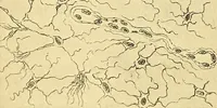 An illustration from A text-book of pathology for students of medicine / by J. George Adami and John McCrae ; illustrated with 304 engravings and 11 colored plates. (1912)