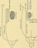 An illustration from A text-book of pathology for students of medicine / by J. George Adami and John McCrae ; illustrated with 304 engravings and 11 colored plates. (1912)