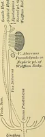 An illustration from A text-book of pathology for students of medicine / by J. George Adami and John McCrae ; illustrated with 304 engravings and 11 colored plates. (1912)