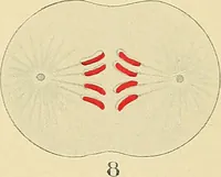 Picture 8 of 168 from A text-book of pathology for students of medicine / by J. George Adami and John McCrae ; illustrated with 304 engravings and 11 colored plates. (1912), leaf 41