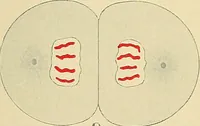 An illustration from A text-book of pathology for students of medicine / by J. George Adami and John McCrae ; illustrated with 304 engravings and 11 colored plates. (1912)