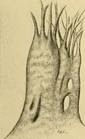 An illustration from A text-book of pathology for students of medicine / by J. George Adami and John McCrae ; illustrated with 304 engravings and 11 colored plates. (1912)