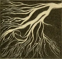 An illustration from A text-book of pathology for students of medicine / by J. George Adami and John McCrae ; illustrated with 304 engravings and 11 colored plates. (1912)