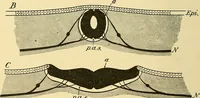 An illustration from A text-book of pathology for students of medicine / by J. George Adami and John McCrae ; illustrated with 304 engravings and 11 colored plates. (1912)