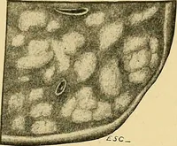 An illustration from A text-book of pathology for students of medicine / by J. George Adami and John McCrae ; illustrated with 304 engravings and 11 colored plates. (1912)
