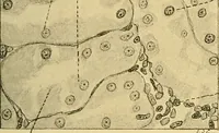 An illustration from A text-book of pathology for students of medicine / by J. George Adami and John McCrae ; illustrated with 304 engravings and 11 colored plates. (1912)