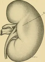 Picture 156 of 168 from A text-book of pathology for students of medicine / by J. George Adami and John McCrae ; illustrated with 304 engravings and 11 colored plates. (1912), leaf 637