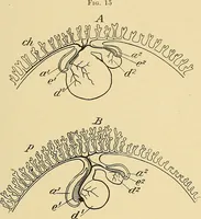 An illustration from A text-book of pathology for students of medicine / by J. George Adami and John McCrae ; illustrated with 304 engravings and 11 colored plates. (1912)