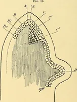 An illustration from A text-book of pathology for students of medicine / by J. George Adami and John McCrae ; illustrated with 304 engravings and 11 colored plates. (1912)
