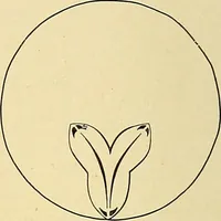 An illustration from A text-book of pathology for students of medicine / by J. George Adami and John McCrae ; illustrated with 304 engravings and 11 colored plates. (1912)