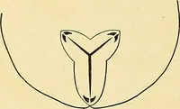 An illustration from A text-book of pathology for students of medicine / by J. George Adami and John McCrae ; illustrated with 304 engravings and 11 colored plates. (1912)