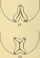 An illustration from A text-book of pathology for students of medicine / by J. George Adami and John McCrae ; illustrated with 304 engravings and 11 colored plates. (1912)