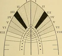 Picture 22 of 168 from A text-book of pathology for students of medicine / by J. George Adami and John McCrae ; illustrated with 304 engravings and 11 colored plates. (1912), leaf 73