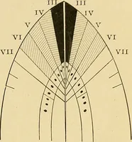 An illustration from A text-book of pathology for students of medicine / by J. George Adami and John McCrae ; illustrated with 304 engravings and 11 colored plates. (1912)