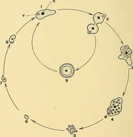 An illustration from A text-book of pathology for students of medicine / by J. George Adami and John McCrae ; illustrated with 304 engravings and 11 colored plates. (1912)